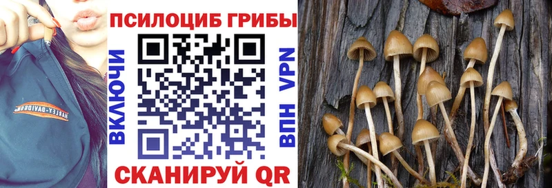 блэк спрут tor  Высоцк  Галлюциногенные грибы Psilocybe 